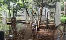 Refugio de loros en Yucatán se inunda por las intensas lluvias