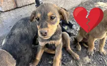 Pide Centro de Atención Animal que se denuncien los casos de maltrato