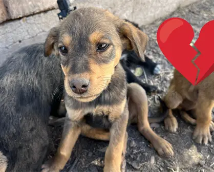 Pide Centro de Atención Animal que se denuncien los casos de maltrato