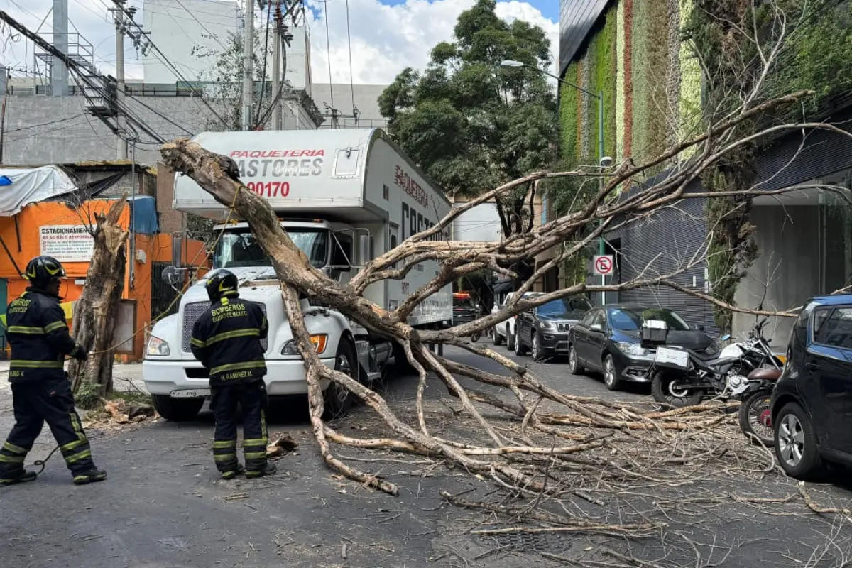 Caída de árbol en la Benito Juárez. Foto: Luis Antonio Alfaro