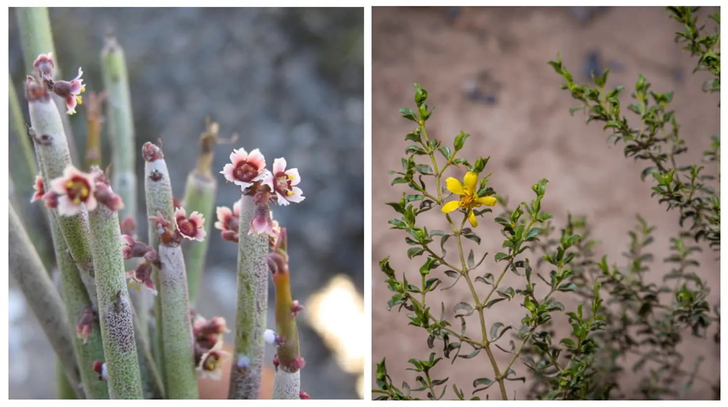 La candelilla y la gobernadora son plantas que embellecen en otoño. (Fotografía: UAdeC)