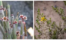 3 plantas nativas de Coahuila que florecen en otoño