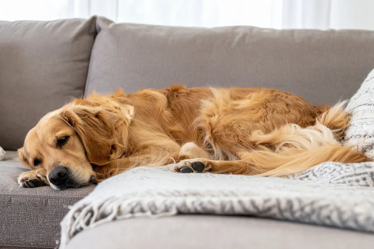 Conocer las razas de perro menos activas puede ayudar a elegir la mascota ideal según tu estilo de vida. Foto: Canva