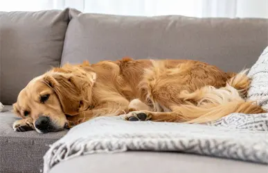 Estas son las 7 razas de perro más flojas, según expertos