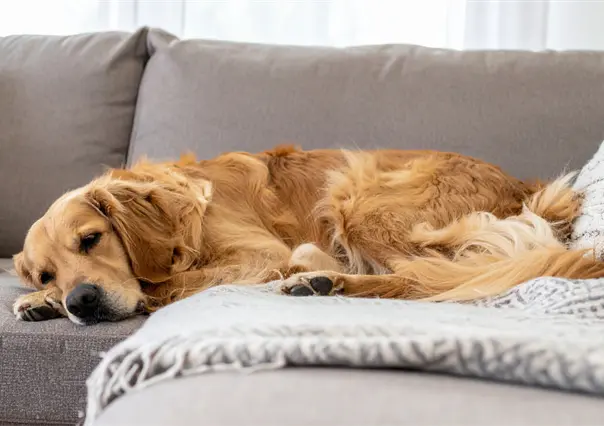 Estas son las 7 razas de perro más flojas, según expertos