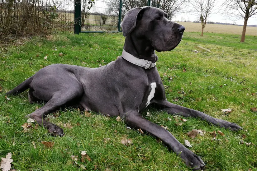 Si buscas una mascota tranquila, aquí te presentamos las razas de perros que prefieren descansar en lugar de jugar. Foto: Canva