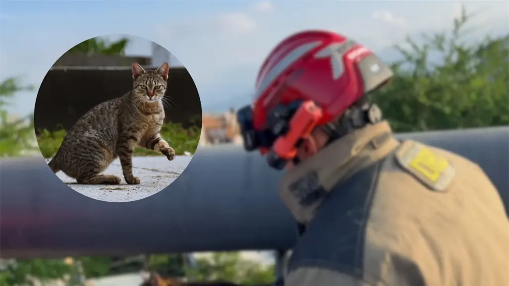 Así fue el rescate de un gatito en pleno Morones Prieto I VIDEO