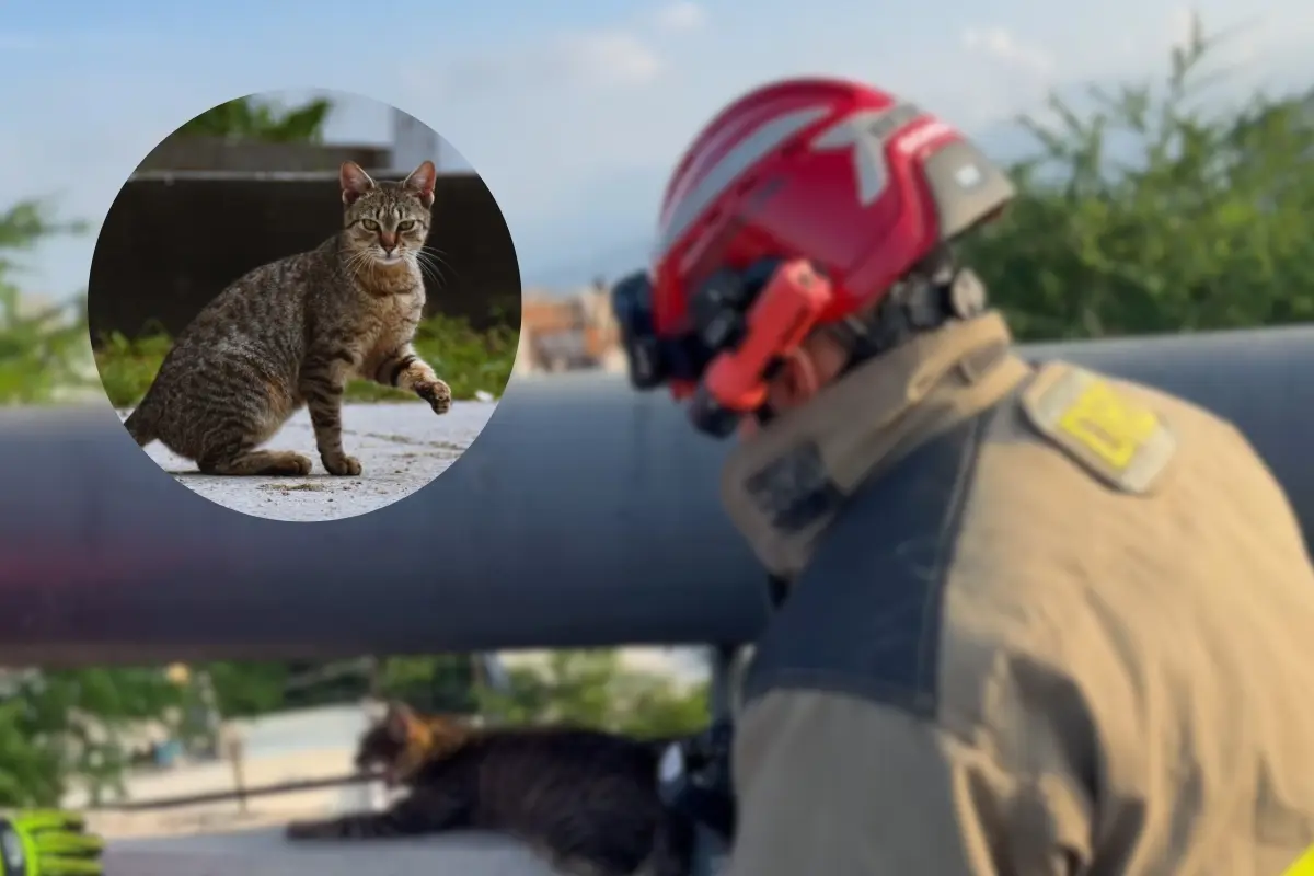 Un gato y un rescatista de Protección Civil de Monterrey. Foto: Composición Canva