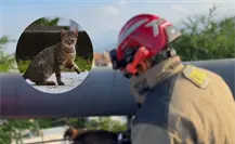 Así fue el rescate de un gatito en pleno Morones Prieto I VIDEO