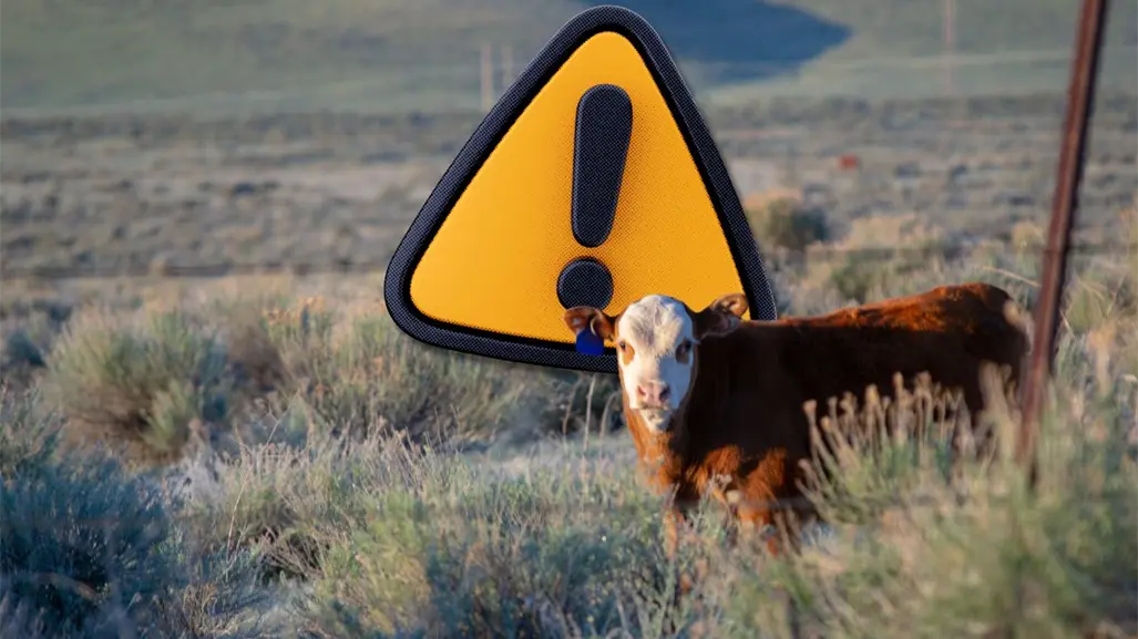 Exportación ganadera de Coahuila podría retrasarse, por alerta de gusano barrenador en NL