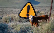 Exportación ganadera de Coahuila podría retrasarse, por alerta de gusano barrenador en NL