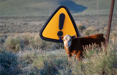 Exportación ganadera de Coahuila podría retrasarse, por alerta de gusano barrenador en NL