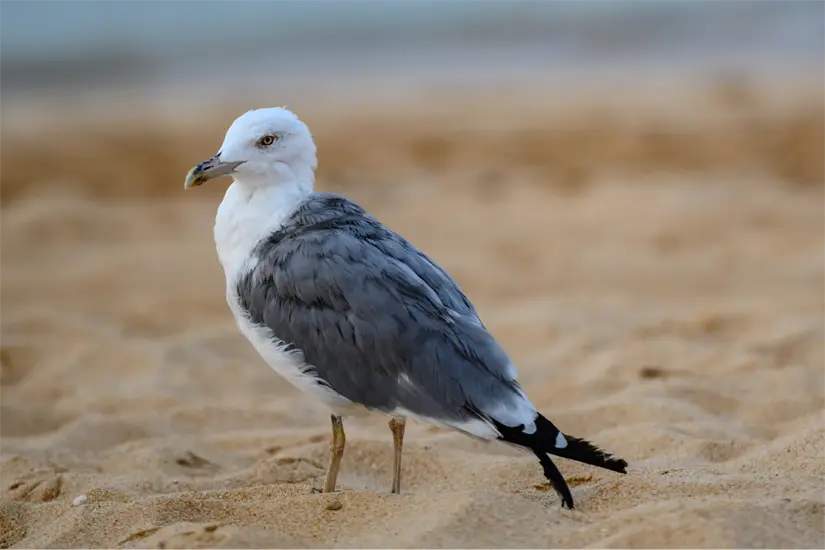 La enfermedad se detectó en una gaviota muerta en las cosas de playa Bagdad en Matamoros. Foto: Freepik