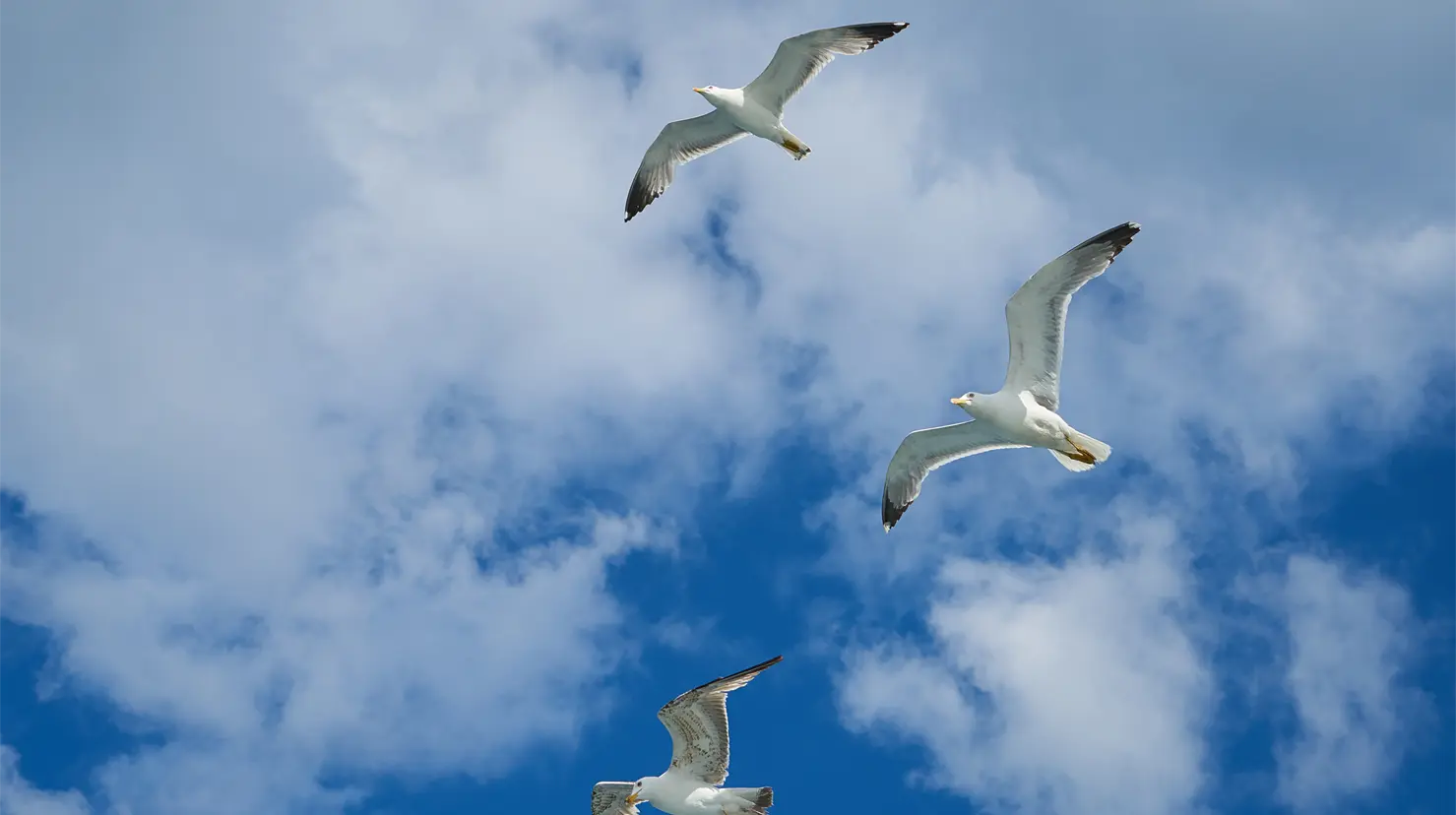 El caso fue detectado en una gaviota muerta en la playa de Matamoros. Foto: Freepik