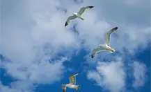 Detectan influenza aviar en gaviotas de Tamaulipas; autoridades descartan contagios en humanos