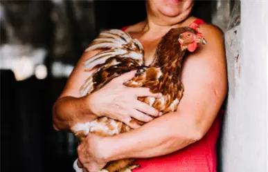 ¿Qué es la gripe aviar, cuáles son los síntomas y cómo prevenirla en Tamaulipas?