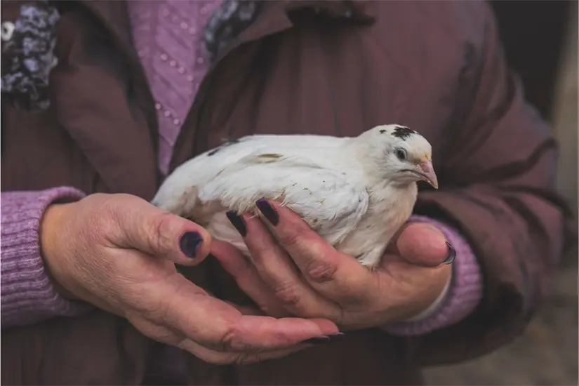 La influenza aviar es una enfermedad viral que afecta principalmente a las aves pero también hay casos en humanos. Foto: Freepik 