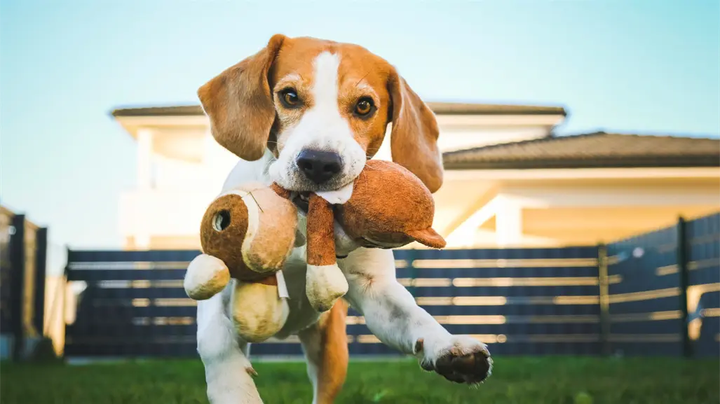 ¿Los perros pueden distinguir sus juguetes, según la ciencia?