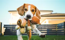¿Los perros pueden distinguir sus juguetes, según la ciencia?