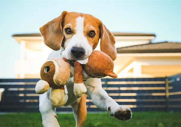 ¿Los perros pueden distinguir sus juguetes, según la ciencia?