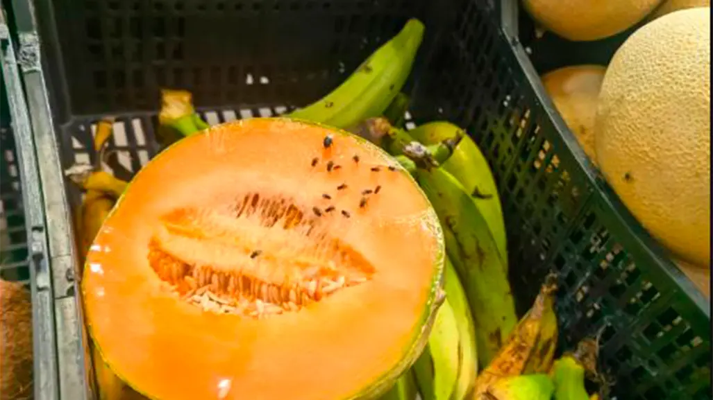 Denuncian exceso de moscas en la fruta y verdura de Bodega Aurrerá Camino Real
