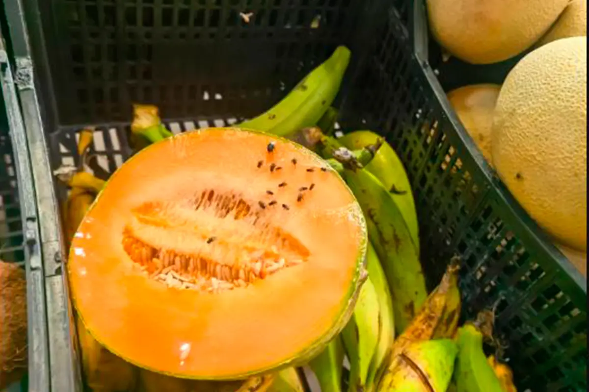 La cantidad de moscas en el área de fruta y verdura en este súper mercado es excesivo y completamente visible. Foto: Rocío Casas.