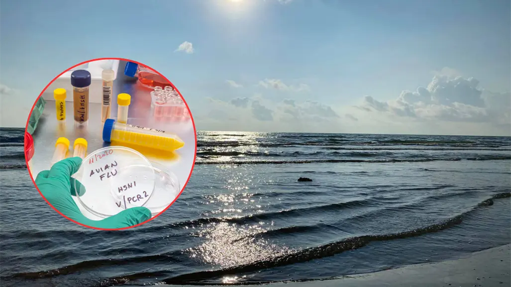 Playa Bagdad sigue abierta, pero piden evitar visitas mientras se investiga caso de gripe aviar