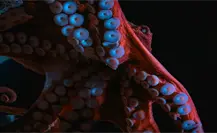 ¿Sabías que Yucatán y Campeche lideran la pesca del pulpo en México? Conoce estos datos curiosos