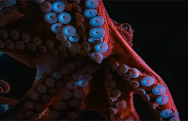 ¿Sabías que Yucatán y Campeche lideran la pesca del pulpo en México? Conoce estos datos curiosos