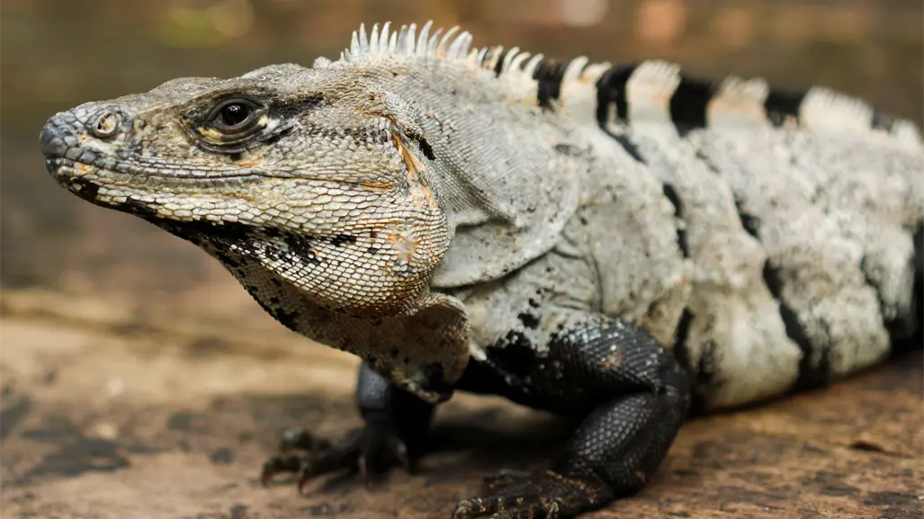 ¿Toolok o Juuj? Así se le llama en maya a la iguana de cola espinosa