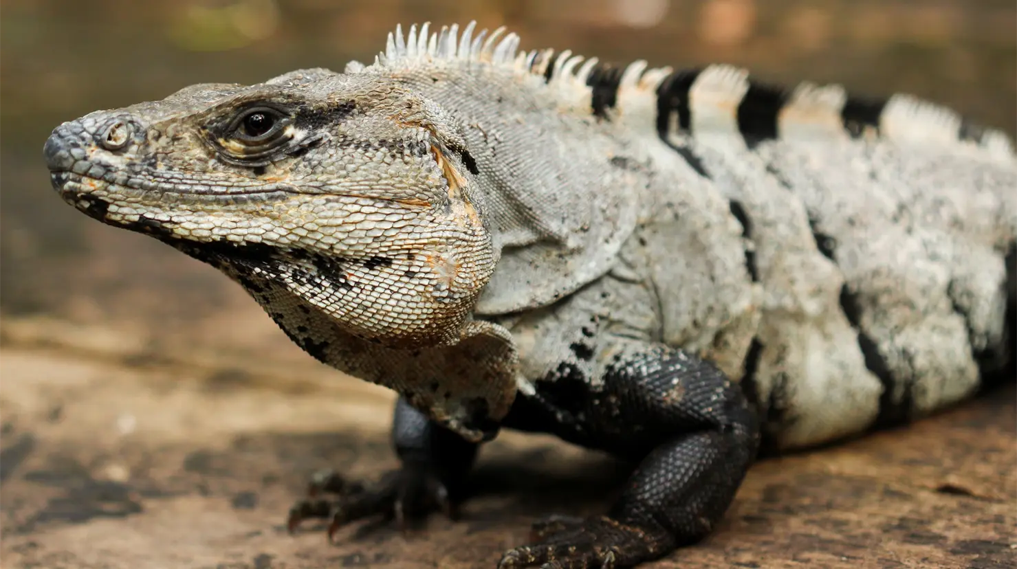 Este animal se encuentra en patios y albarradas de muchas casas en Yucatán Foto: Redes Sociales