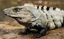 ¿Toolok o Juuj? Así se le llama en maya a la iguana de cola espinosa
