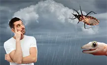 7 animales que puedes encontrar en tu casa durante la temporada de lluvias y calor en Yucatán