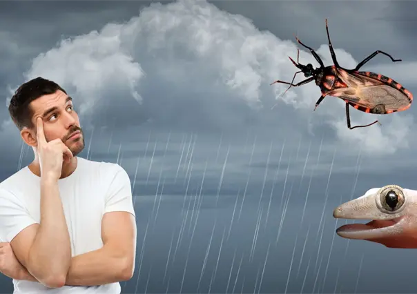 7 animales que puedes encontrar en tu casa durante la temporada de lluvias y calor en Yucatán