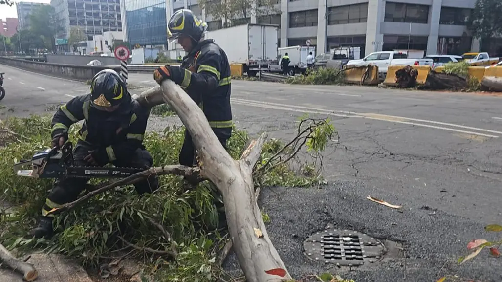 FOTOS | Árbol de 12 metros cae sobre camión en Fray Servando y provoca caos vial en CDMX