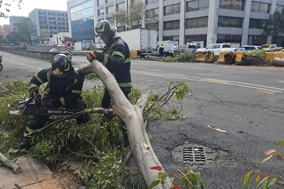 Bomberos levantando árbol que se cayó. Foto: Ramón Ramírez