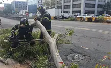 FOTOS | Árbol de 12 metros cae sobre camión en Fray Servando y provoca caos vial en CDMX FOTOS | Árbol de 12 metros cae sobre camión en Fray Servando y provoca caos vial en CDMX