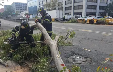 FOTOS | Árbol de 12 metros cae sobre camión en Fray Servando y provoca caos vial en CDMX