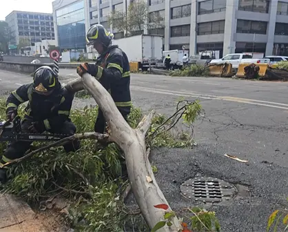 FOTOS | Árbol de 12 metros cae sobre camión en Fray Servando y provoca caos vial en CDMX