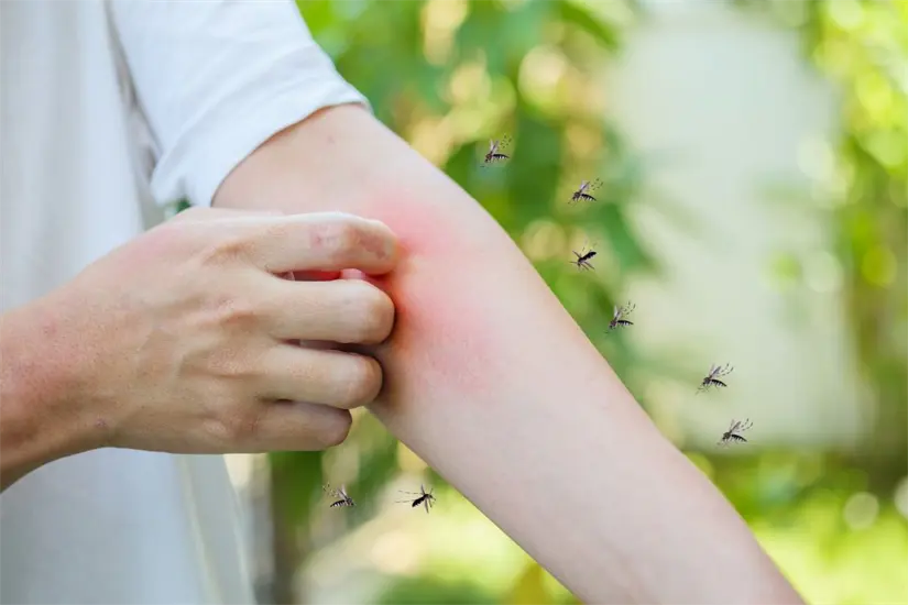 Con este método, la región busca mantener baja la incidencia de dengue. Foto: Biblioteca Canva