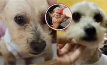 Cereza, la perrita rescatada en Iztapalapa, presenta a su único cachorro sobreviviente Cerecito