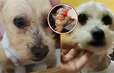 Cereza, la perrita rescatada en Iztapalapa, presenta a su único cachorro sobreviviente Cerecito