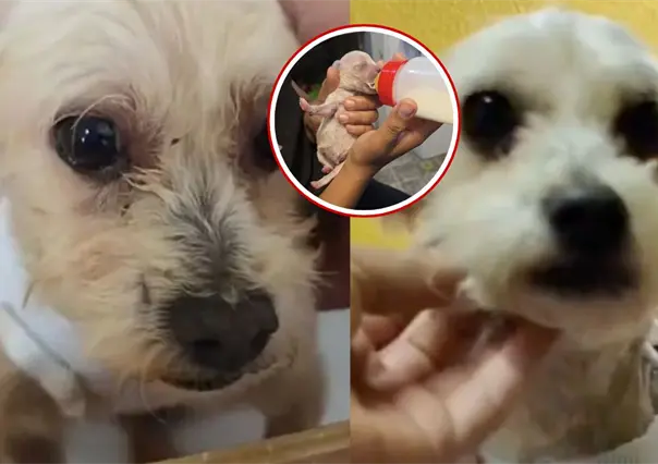 Cereza, la perrita rescatada en Iztapalapa, presenta a su único cachorro sobreviviente Cerecito