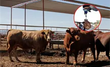 ¿Gusano barrenador en Nuevo León? Aquí te damos los detalles sobre este tema