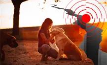 Guía práctica para proteger a tus mascotas durante un sismo de forma segura