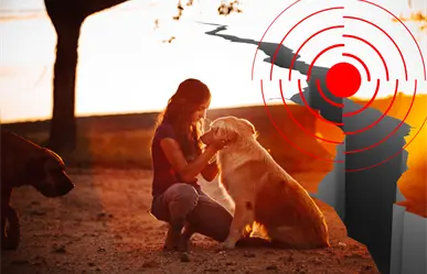 Guía práctica para proteger a tus mascotas durante un sismo de forma segura