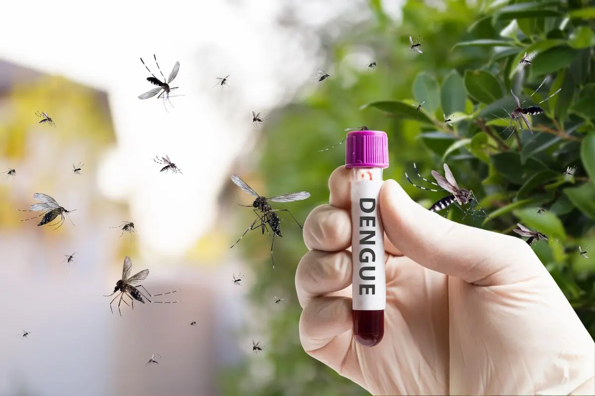 Tras las lluvias, aumenta el riesgo de aparición de criaderos de mosquitos. Foto: Biblioteca Canva