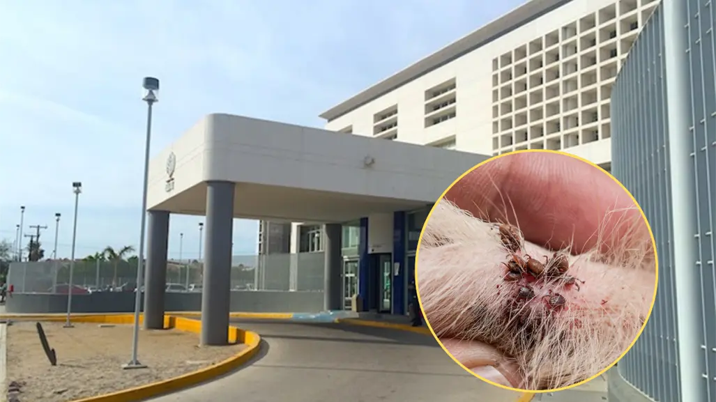 ¿Plaga de garrapatas en el ISSSTE Conchalito? Autoridades aclaran el origen del video viral