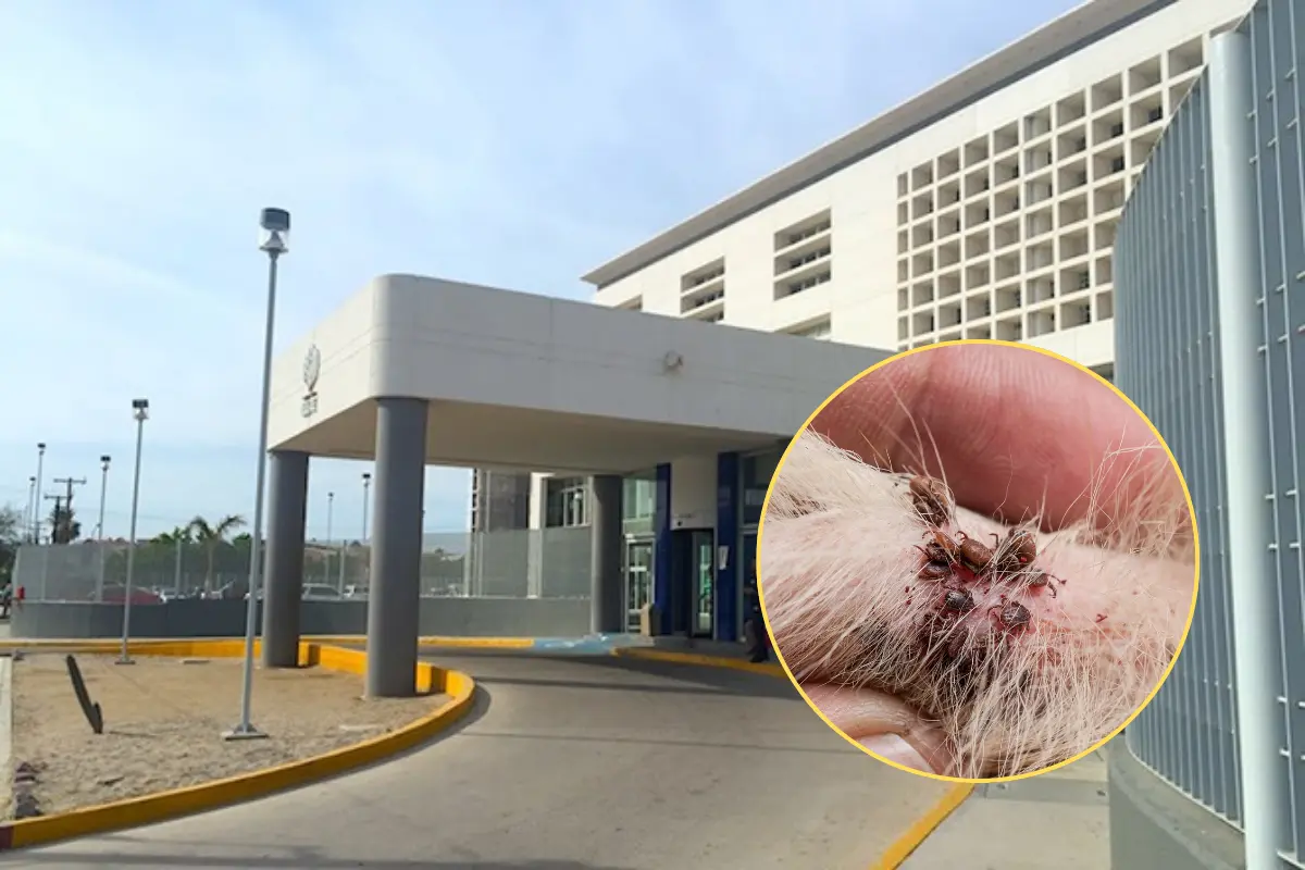 Foto: Hospital General Issste La Paz / Facebook | Canva