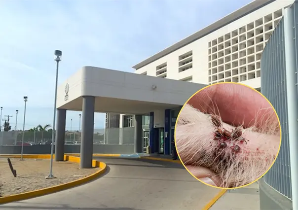 ¿Plaga de garrapatas en el ISSSTE Conchalito? Autoridades aclaran el origen del video viral